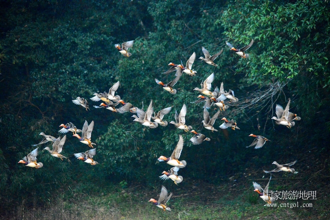 進(jìn)入初冬，大批野生鴛鴦陸續(xù)飛抵江西婺源縣賦春鎮(zhèn)鴛鴦湖越冬，小精靈們?cè)诤嫔匣蛳嗷ヒ蕾?、卿卿我我；或隨波逐流、嬉戲打鬧，悠閑自在生活在青山綠水之間，優(yōu)良的水域和豐富的湖畔闊葉林，為鴛鴦過冬提供良好生存環(huán)境，婺源鴛鴦湖已成為亞洲最大的野生鴛鴦越冬棲息地。（攝于12月4日下午）