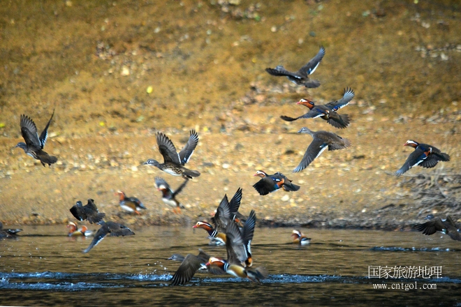 進(jìn)入初冬，大批野生鴛鴦陸續(xù)飛抵江西婺源縣賦春鎮(zhèn)鴛鴦湖越冬，小精靈們?cè)诤嫔匣蛳嗷ヒ蕾恕⑶淝湮椅?；或隨波逐流、嬉戲打鬧，悠閑自在生活在青山綠水之間，優(yōu)良的水域和豐富的湖畔闊葉林，為鴛鴦過冬提供良好生存環(huán)境，婺源鴛鴦湖已成為亞洲最大的野生鴛鴦越冬棲息地。（攝于12月4日下午）