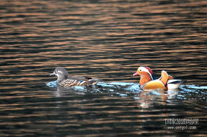 進(jìn)入初冬，大批野生鴛鴦陸續(xù)飛抵江西婺源縣賦春鎮(zhèn)鴛鴦湖越冬，小精靈們?cè)诤嫔匣蛳嗷ヒ蕾?、卿卿我我；或隨波逐流、嬉戲打鬧，悠閑自在生活在青山綠水之間，優(yōu)良的水域和豐富的湖畔闊葉林，為鴛鴦過冬提供良好生存環(huán)境，婺源鴛鴦湖已成為亞洲最大的野生鴛鴦越冬棲息地。（攝于12月4日下午）